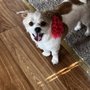 Photo of The Perfect Pup