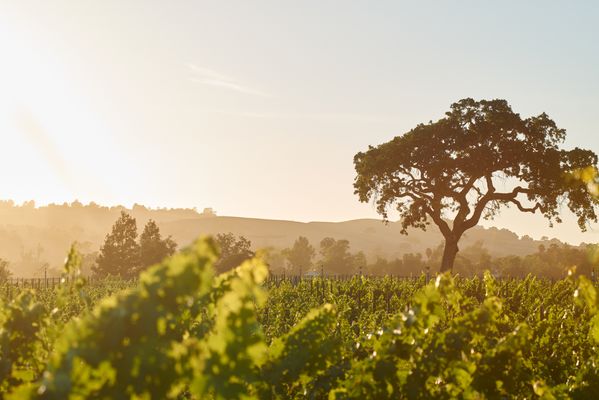 Beckmen Vineyards - Beckmen Vineyards Estate - Los Olivos, CA