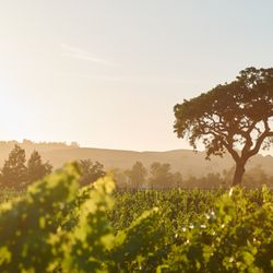 Beckmen Vineyards - Beckmen Vineyards Estate
