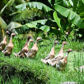 Mike Crivello's Camera and Imaging Centers - Wild Ducks Bali - Photography Stores & Services Near Me - Brookfield, Wisconsin