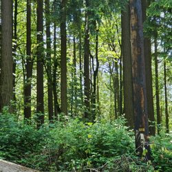 Bridle Trails Corner Park - Trails trees
