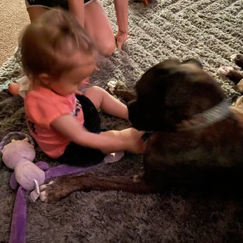 The Service Dog Team Academy - Pet Training Near Me - Rockwall, Texas The Service Dog Team Academy - Pet Training Near Me - Rockwall, Texas