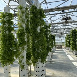 Beyond Organic Growers - Greenhouse