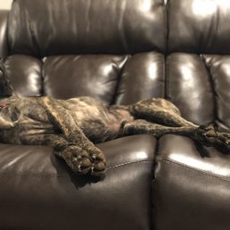 Fulton County Animal Services - 31 Photos & 50 Reviews - Animal