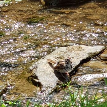 Butterscotch Pastry Shop - Lots of wildlife - Coffee & Tea Near Me - Birchrunville, Pennsylvania