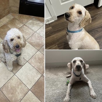 PetSmart - Left photo is when I dropped him off. Right photos is after we got home. - Pet Stores Near Me - Lewisville, Texas