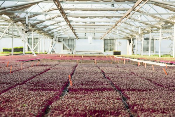 The Chef's Garden by null