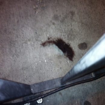 Cities Restaurant - This patch of rat or weave hair was outside their smoking patio - Lounges Near Me - Los Angeles, California