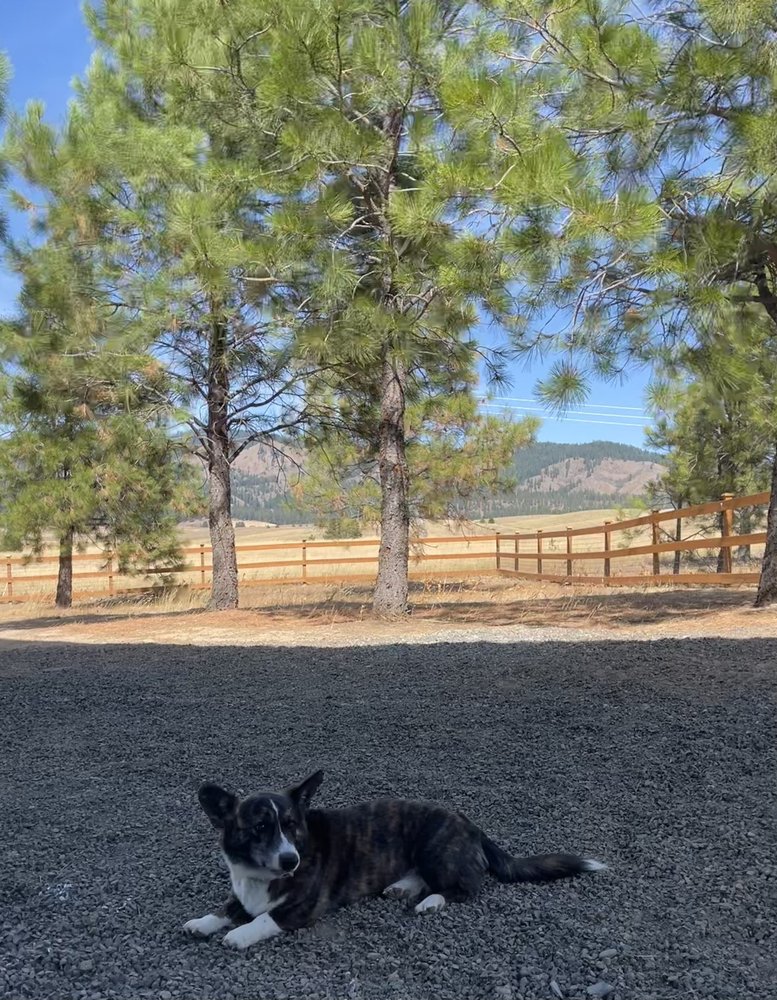 GUNGHO DOG TRAINING Updated August 2024 841 Cowboy Ln, Ellensburg