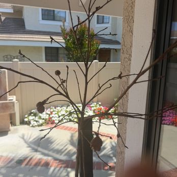 Moon Valley Nurseries - current status - Tree Services Near Me - Irvine, California
