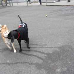 PS 234 Dog Run