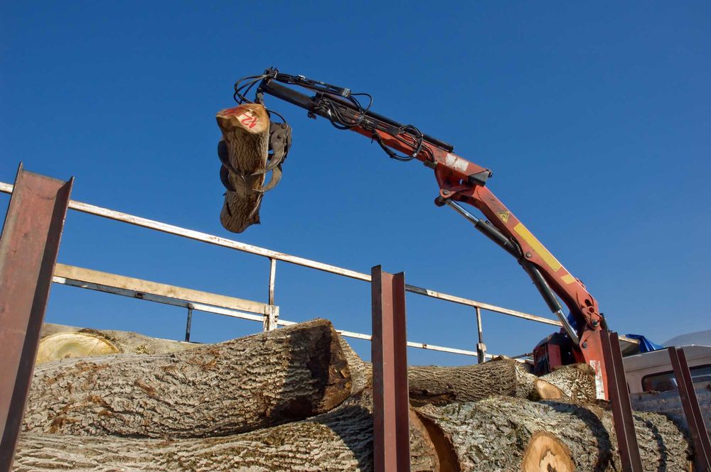 Alvarez Tree Removal Service & Landscaping - tree service in Raleigh, NC