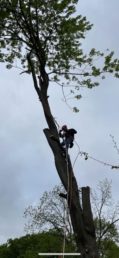 Weglarz Tree Services Logo