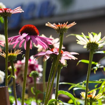 Blumen Herr Mehlis - Florists Near Me - Cologne, NW Blumen Herr Mehlis - Florists Near Me - Cologne, NW