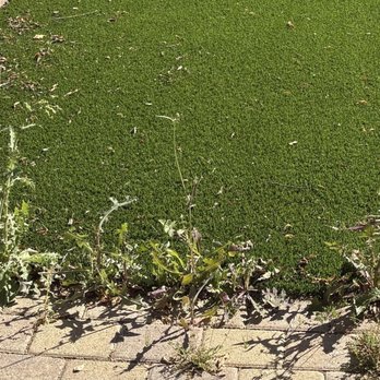 Biltright Turf - Weeds growing across the perimeter - Landscaping Near Me