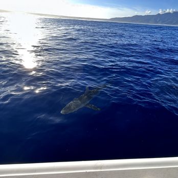 Deep Blue Eco Tours - shark before we got in! - Boat Tours Near Me - Haleiwa, Hawaii Deep Blue Eco Tours - shark before we got in! - Boat Tours Near Me - Haleiwa, Hawaii