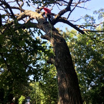 Balmes Tree Service - Large Oak tree removal. - Tree Services Near Me Balmes Tree Service - Large Oak tree removal. - Tree Services Near Me