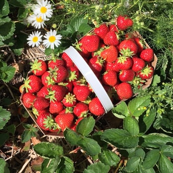 Ferme Chez Mario - Beautiful Quebec strawberries - Farms Near Me - Sainte-Marie-Madeleine, Quebec Ferme Chez Mario - Beautiful Quebec strawberries - Farms Near Me - Sainte-Marie-Madeleine, Quebec