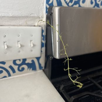Unlimited Property Solutions - Plants growing through walls/electrical sockets. Their solution was to trim the plants outside? - Property Management Near Me - Wilmington, North Carolina Unlimited Property Solutions - Plants growing through walls/electrical sockets. Their solution was to trim the plants outside? - Property Management Near Me - Wilmington, North Carolina