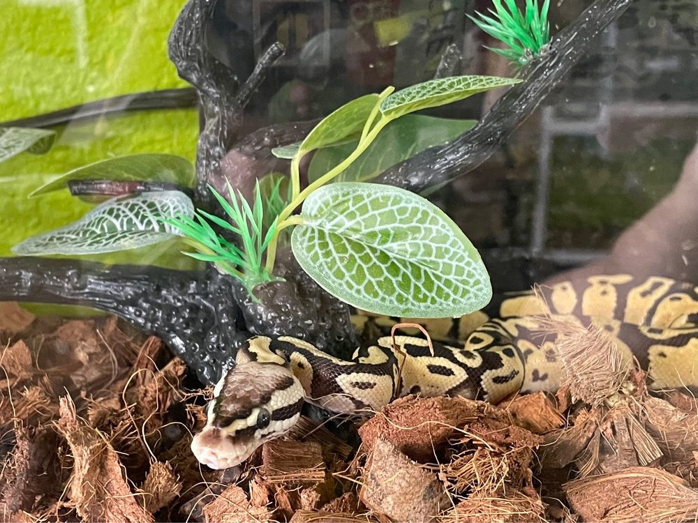 Rockin Reptiles - reptile breeding in Seminole, FL