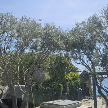 West Coast Tree Co. - Olive trees are trimmed to promote healthy growth and safe environment - Tree Services Near Me - Thousand Oaks, California West Coast Tree Co. - Olive trees are trimmed to promote healthy growth and safe environment - Tree Services Near Me - Thousand Oaks, California