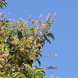 Gray's Garden Center