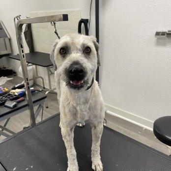 Groomingdale - Rosie groomed. Dog grooming - Pet Groomers Near Me - Los Angeles, California
