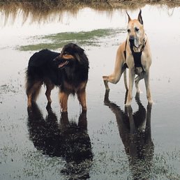 Dogs fed exclusively MPC! Dogs fed exclusively MPC!