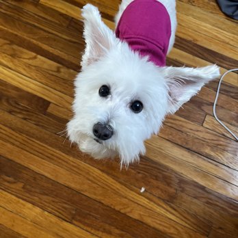 Joey's Dog Grooming & Styling - Face is uneven! - Pet Groomers Near Me - Ardsley, New York