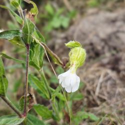 Haseldorfer Binnenelbe mit Elbevorland