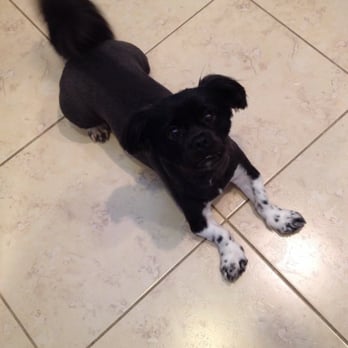 Paw Pros - My summer cut cutie! Thanks paw pros - Pet Groomers Near Me - Sacramento, California Paw Pros - My summer cut cutie! Thanks paw pros - Pet Groomers Near Me - Sacramento, California