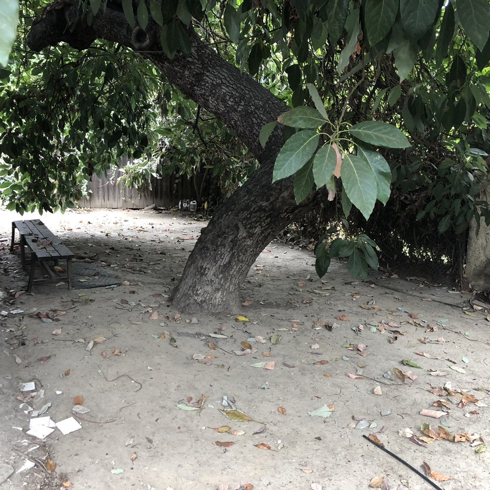 Top Unit Tree Service - Pictures don't do this tree justice, it is huge and was way over grown. - Tree Services Near Me - Norwalk, California Top Unit Tree Service - Pictures don't do this tree justice, it is huge and was way over grown. - Tree Services Near Me - Norwalk, California
