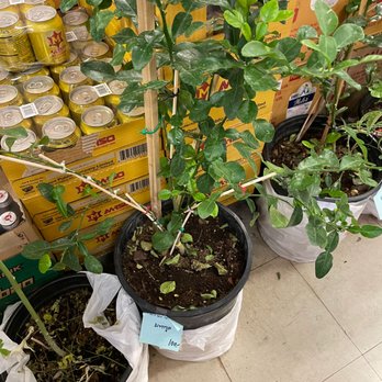Bangkok Market - Kaffir plant. $100.00. - Specialty Food Near Me - Las Vegas, Nevada Bangkok Market - Kaffir plant. $100.00. - Specialty Food Near Me - Las Vegas, Nevada