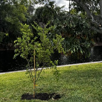Tropic Plants - Bajan cherry tree!!! - Nurseries & Gardening Near Me - Tamarac, Florida
