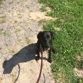 6 Legs Pet Services - Adorable Ollie - Dog Walkers Near Me 6 Legs Pet Services - Adorable Ollie - Dog Walkers Near Me