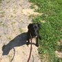 Photo of 6 Legs Pet Services