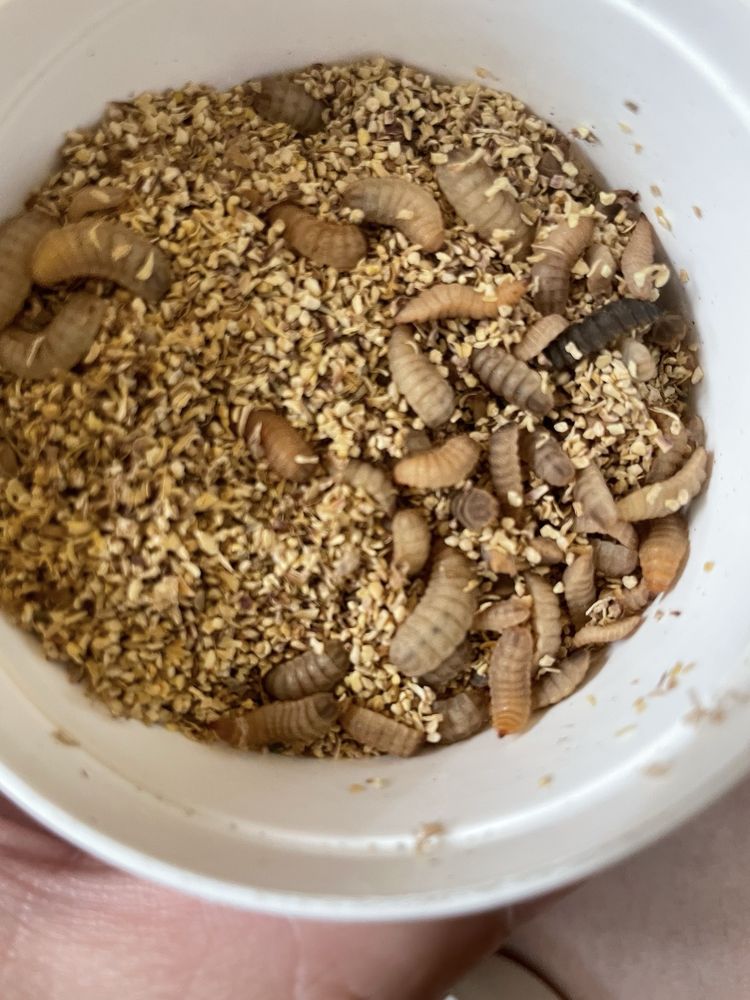 Dubia Roaches - reptile breeding in Wichita, KS