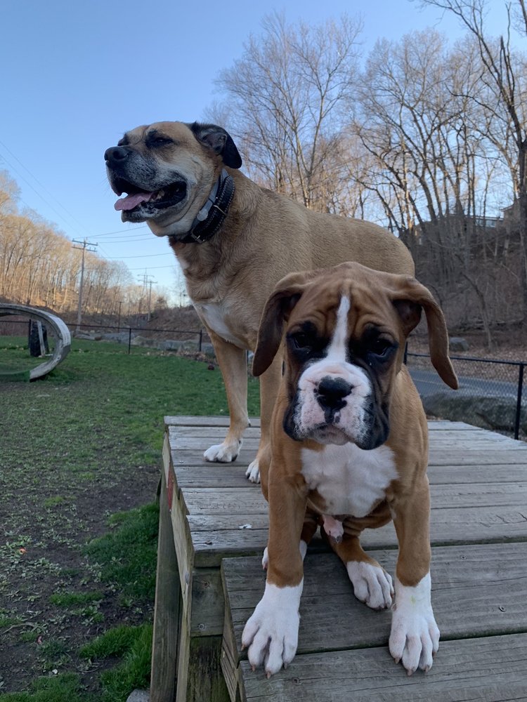 ANSONIA DERBY DOG PARK Updated March 2024 17 Photos Coon Hollow