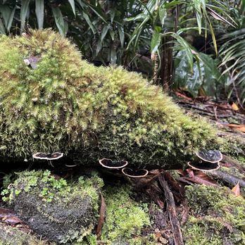 Kona Cloud Forest Sanctuary - Walking Tours Near Me - Kailua-Kona, Hawaii
