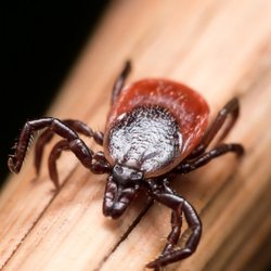 Safer Nature Pest Control - Ticks are active now. Protect your family and your pets with Safer Nature Organic Tick Control. #safernatureresults