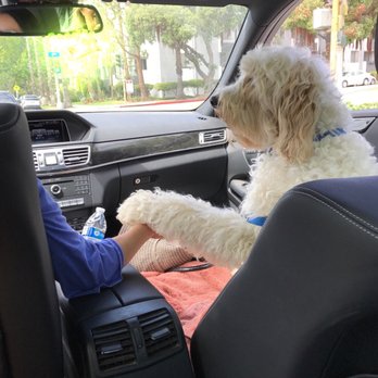 Hales Australian Labradoodles - My love has to hold my hands. - Pet Stores Near Me - Bakersfield, California