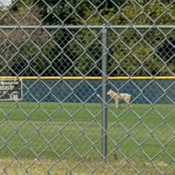 OKC Broncos Baseball Field - The dog???