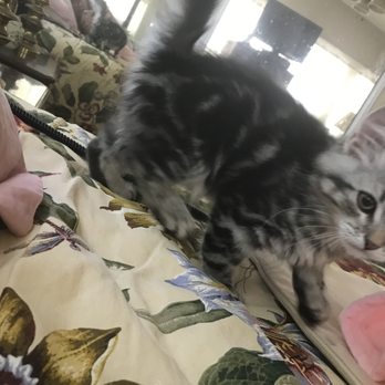 Siberian Beauty - playful! - Pet Breeders Near Me Siberian Beauty - playful! - Pet Breeders Near Me
