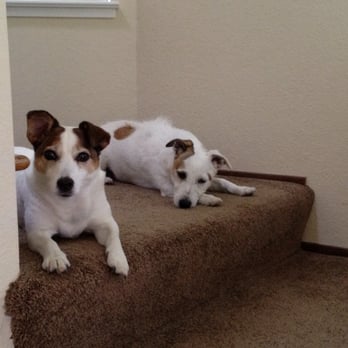 Pampering Paws - Pet Sitting Near Me Pampering Paws - Pet Sitting Near Me