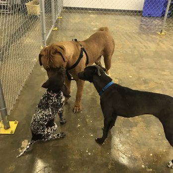 EPK9 Stay and Play - Pet Groomers Near Me - El Paso, Texas EPK9 Stay and Play - Pet Groomers Near Me - El Paso, Texas