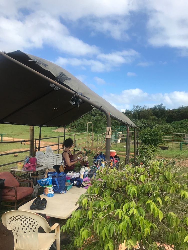 HEALING HORSES KAUAI 11 Photos Kapaa, Hawaii Horseback Riding