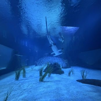 Atlanta Aquarium Services & Design - Look at those sharks and hammerheads - Aquarium Services Near Me Atlanta Aquarium Services & Design - Look at those sharks and hammerheads - Aquarium Services Near Me