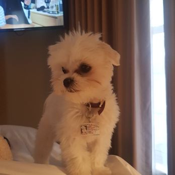 Chase Suite Hotel Brea - Some rooms are pet friendly - Hotels Near Me - Brea, California