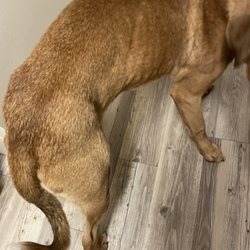 Conway Kennel - Emaciated, body language like an abused dog