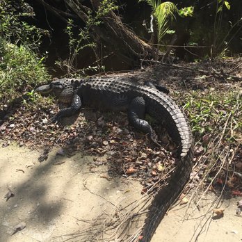 Fakahatchee Strand Preserve State Park - This guys is just hanging out - Parks Near Me - Copeland, Florida